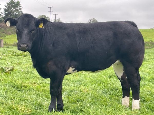 BBX Breeding hfr Ballymote Oct 2nd - Main image