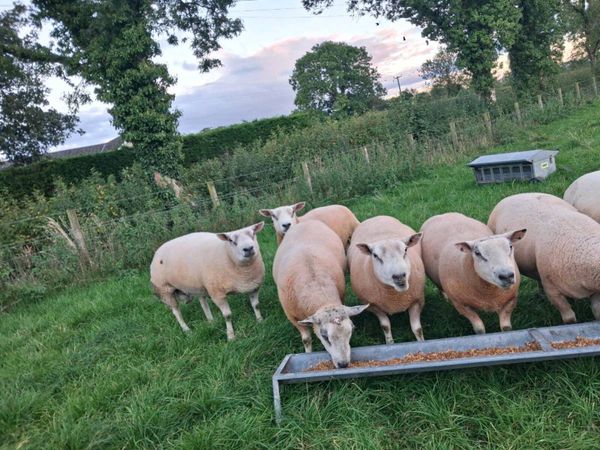 Shearling Ram - Main image