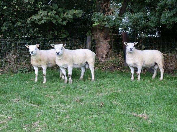 Shearling Rams Stranorlar Mart - Main image