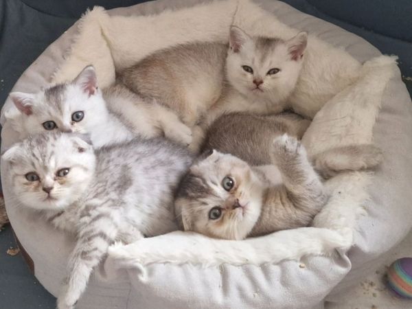 Kitten - Main image