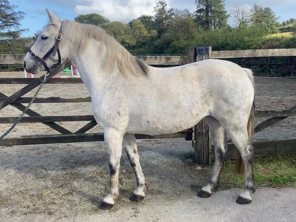 Class 1 Connemara mare in-foal - Main image