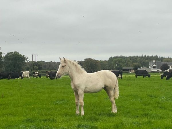 Irish Draught filly foal - Main image
