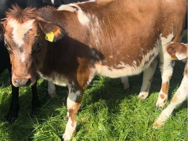 14 Weanling Beef Calves - Main image