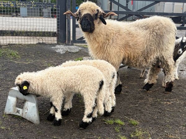 Valais blacknose ewe and ewe lambs (PEDIGREE) - Main image