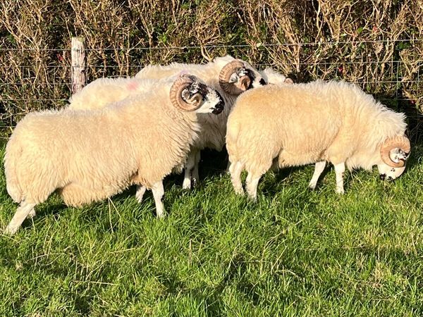 Scotch Rams - Main image
