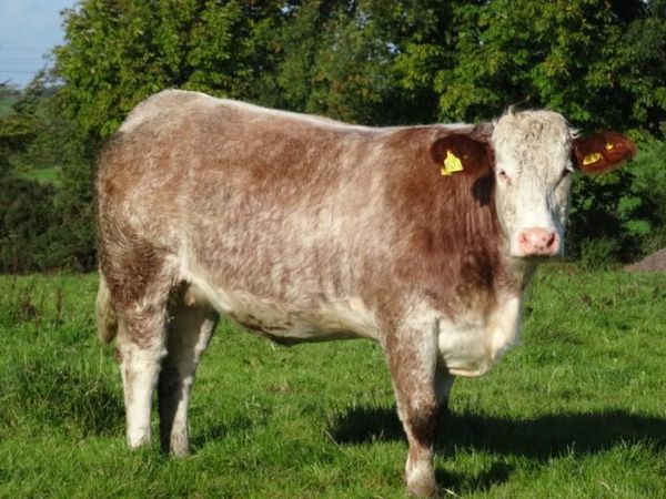 heifers - Main image