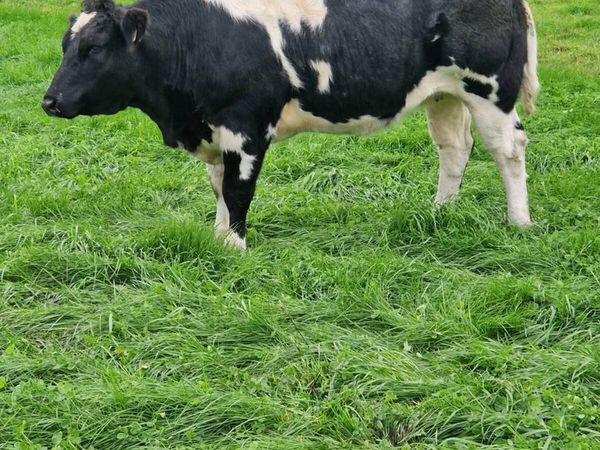 Heifers - Main image