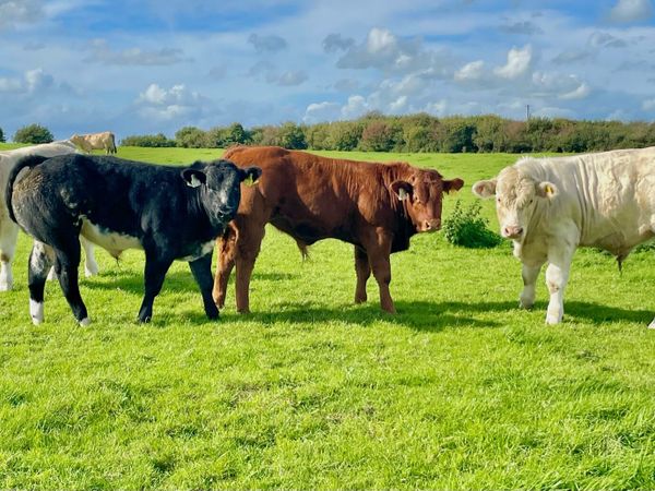 Bull Weanlings - Main image