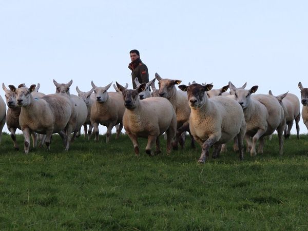Breeding Ewes Stranorlar Mart - Main image