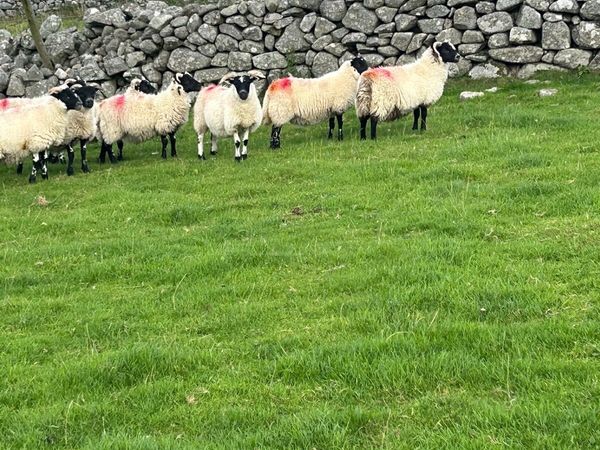 10 Lanark Ewe Lambs - Main image