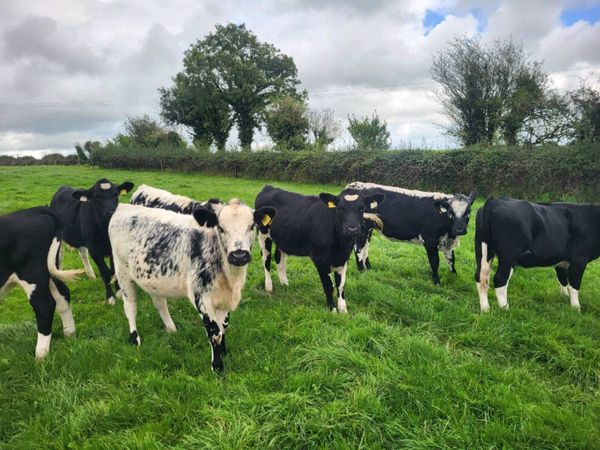 Speckled park heifers - Main image