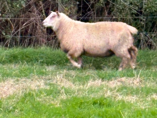 Rams - Main image