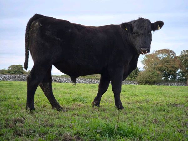 Pedigree Aberdeen Angus Bull - Main image