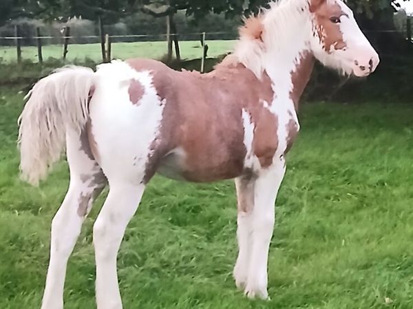 Filly Foal - Main image