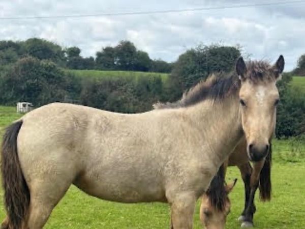 3 Connemara Filly Foals - Main image
