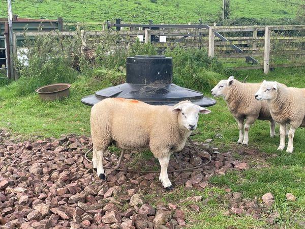 Chartex ram lambs - Main image