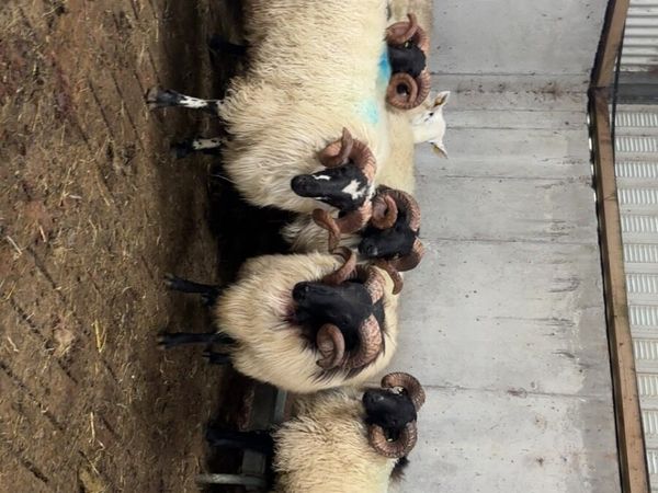 Mountain rams - Main image