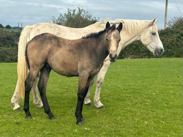 2 Connemara Colt Foals - Main image