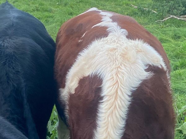 Heifers - Main image