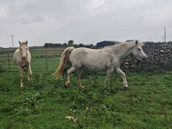 Foal - Main image