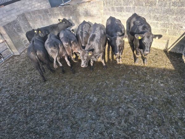 8 angus heifers - Main image