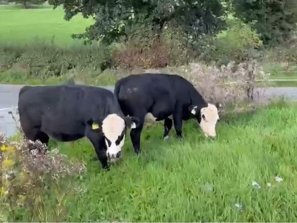 Bull wrangling for sale - Main image