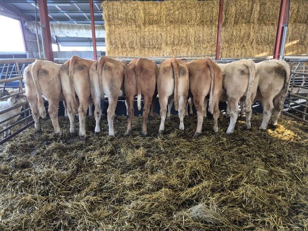 8 Store Heifers 460kgs - Main image