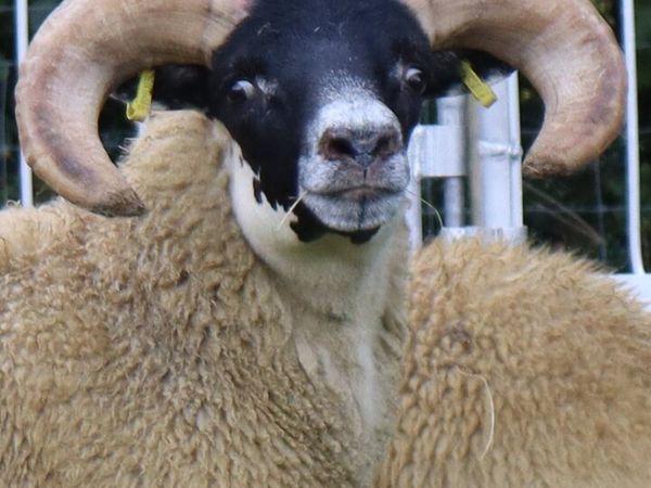 Tir conaill blackface sale Milford Mart - Main image