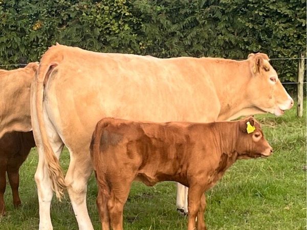 Cows and calves - Main image