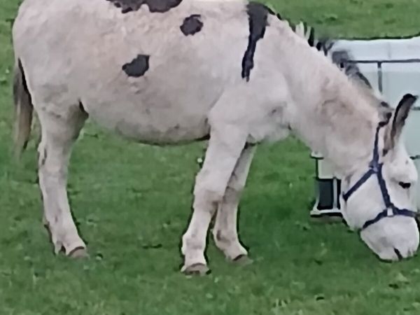 Coloured stallion donkey    trained to car...passp - Main image