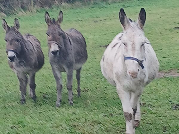 Coloured stallion donkey    trained to car...passp - Main image