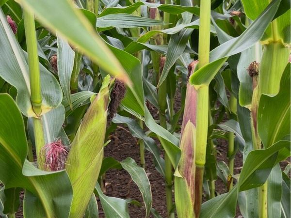 Maize - Main image