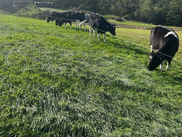 Incalf Friesian heifers - Main image