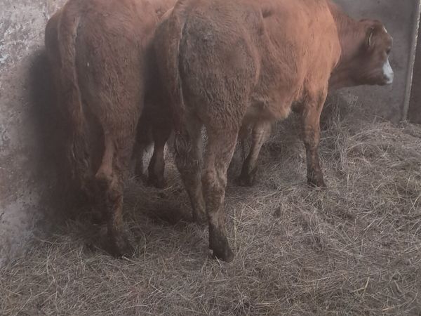 Bull weanlings - Main image