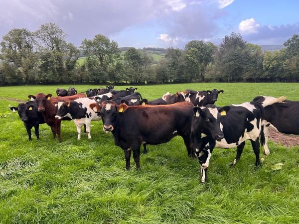 Dairy heifer calves SOLD - Main image