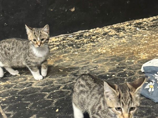 Kittens - Main image