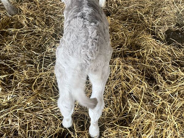 Charolais bull calf - Main image