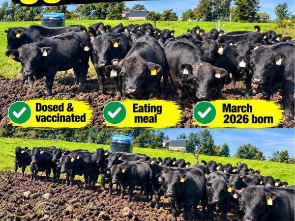 Angus bull wealings - Main image