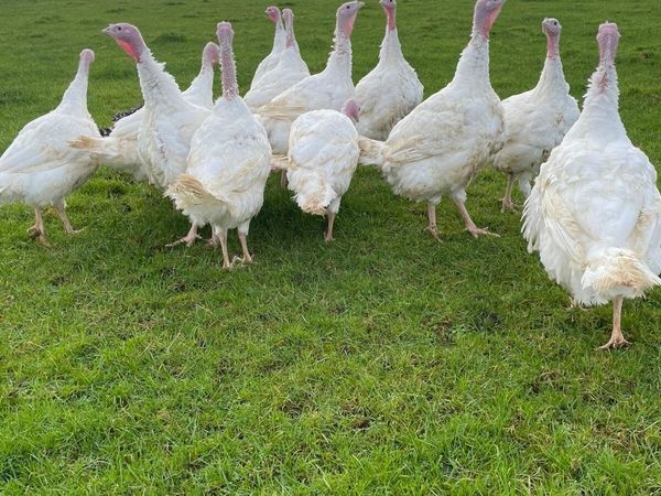 White & Bronze turkeys available for sale - Main image