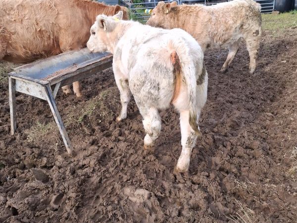 Weanling heifers - Main image