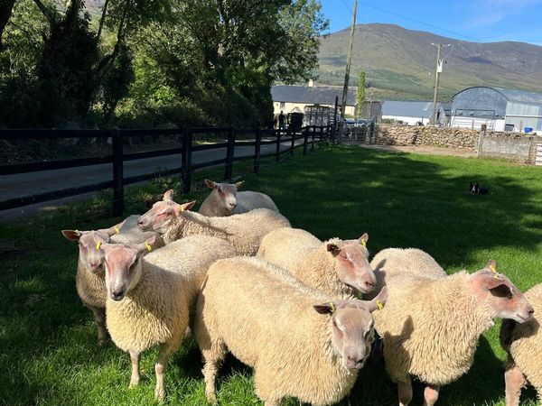 Charollais ram lambs for sale - Main image