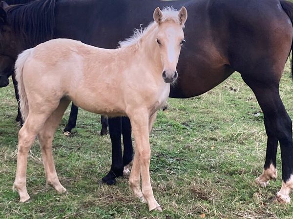 Connemara cross foals - Main image