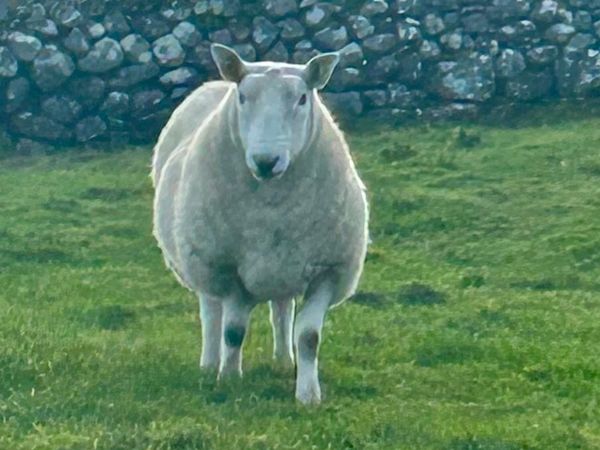 Sis approved North country Cheviot Hogget ram - Main image