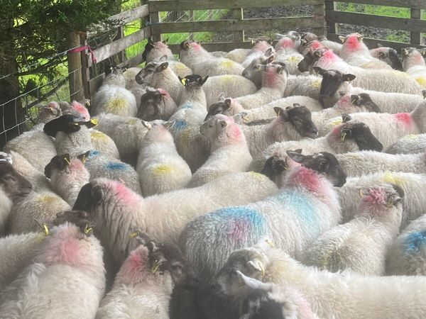 70 super Suffolk cross ewe lambs - Main image