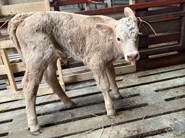 Charlaois Heifer Calf - Main image