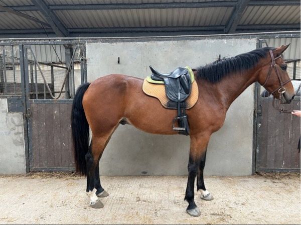 4year old Heillo - Main image