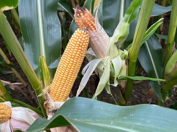 Maize for sale - Main image
