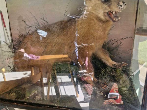 Antique taxidermy - Main image