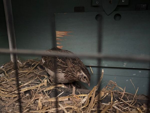 Quail - Main image