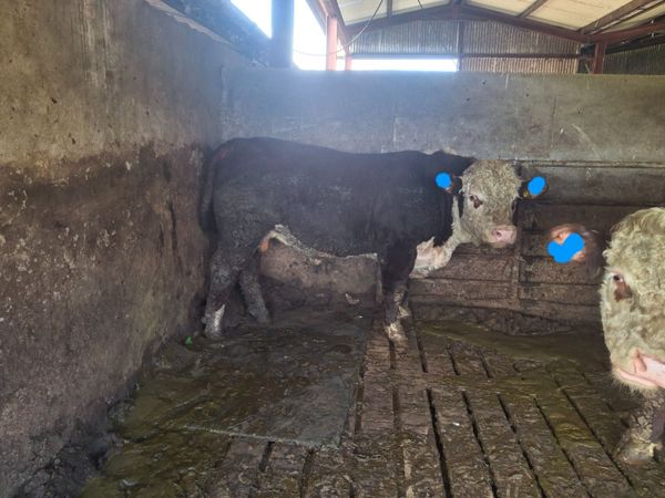 PBNR Hereford bull - Main image